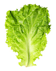 Lettuce Leaf on transparent background. png file