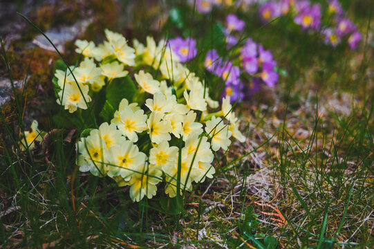 Primula vulgaris, the common primrose or English primrose, European flowering plant, family Primulaceae, first flowers to appear in spring growing from leaf rosette, pale yellow petals, actinomorphic