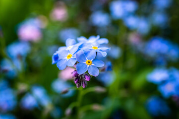 zbliżenie na kwiatki niezapominajki (Myosotis) © Henryk Niestrój