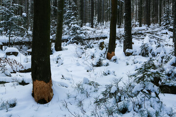 tree with beaver bite, no protection from beavers,