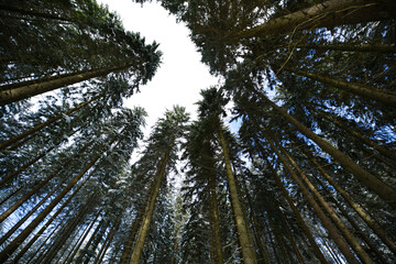 Treetops with sky, Bavarian Forest at the Arbersee