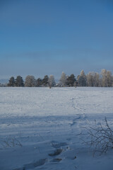 Obraz premium village in the forest behind the field