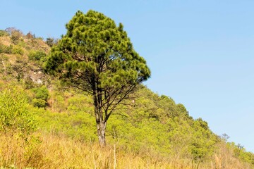 Vegetação do Pico do Jaraguá vista da subida da Trilha do Pai Zé, São Paulo, Brasil.