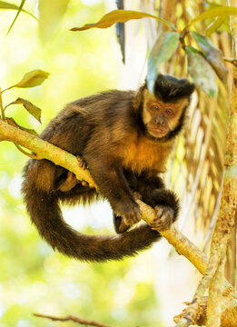 Macaco prego com filhote nas costas sobre galho, esp&eacute;cie comum na Mata Atl&acirc;ntica Brasileira. S&atilde;o Paulo, Brasil.