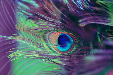 Beautiful abstract background with peacock feathers. Multicolored natural banner with a bird's tail. Bright plumage close-up