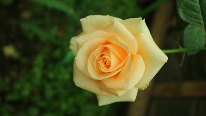 single yellow rose