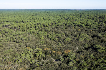 Forêt de La Coubre