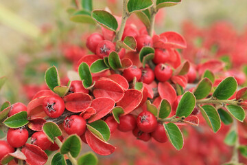 Vibrant Red Berries Shrub in the Sunlight of Patagonia, Town of El Calafate, Argentina, South...
