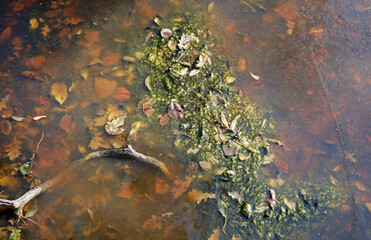 Obraz premium autumn plants and leaves in the lake