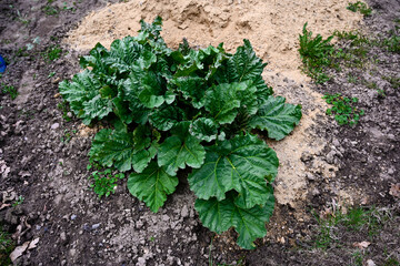 Rhubarb. Rheum. Beautiful herbal abstract background of nature. Summer landscape. Perennial grass with large leaves. Treatment plant. Summer flower bed, garden