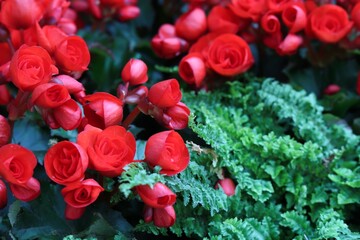 A cluster of vibrant red Begonia flowers in full bloom, suitable for event illustrations, beauty product advertisements, or digital art decoration. The intense colors and natural textures will enhance
