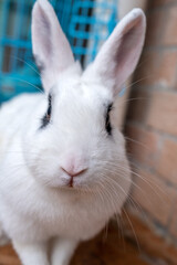 white rabbit in the garden