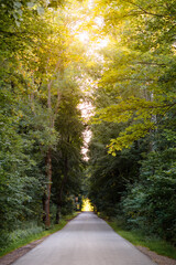 Einsame Straße im Wald gen Horizont