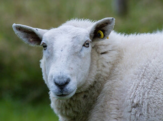 close up of a sheep