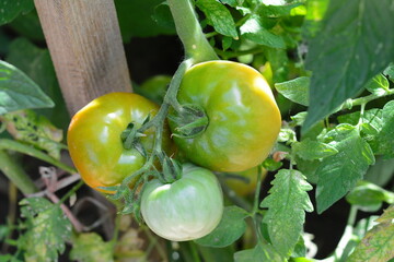 Ecological tomatoes on a twig in a greenhouse. Organic tomatoes in greenhouse in the countryside.