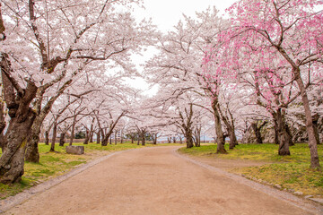 岩手県盛岡市・盛岡城跡公園の桜