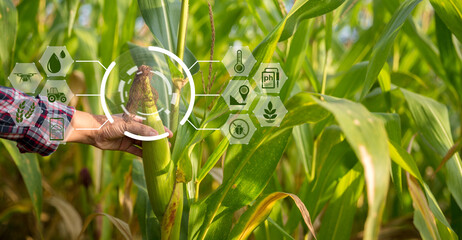 Farmer in corn field using digital tablet for smart farming. Innovation technology for smart farm...