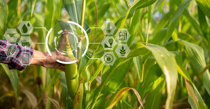 Farmer in corn field using digital tablet for smart farming. Innovation technology for smart farm system, Agriculture management. Concept of smart farming modern agricultural business.