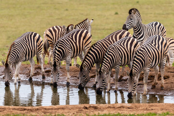 Fototapeta na wymiar A group of zebras drinking water at a waterhole in Addo Elephant Nationsl Park