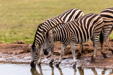 Fototapeta na wymiar Two zebras at a waterhole