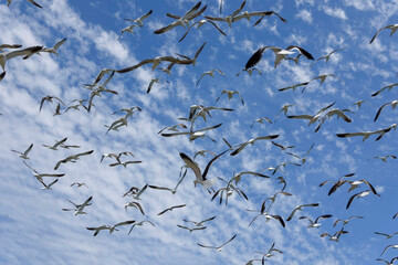 seagulls flying off the coast of chile