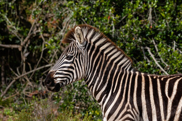 Fototapeta na wymiar Portrait of a zebra in the bush