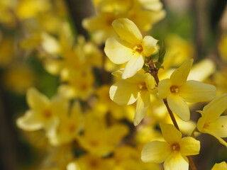 春の花　レンギョウ