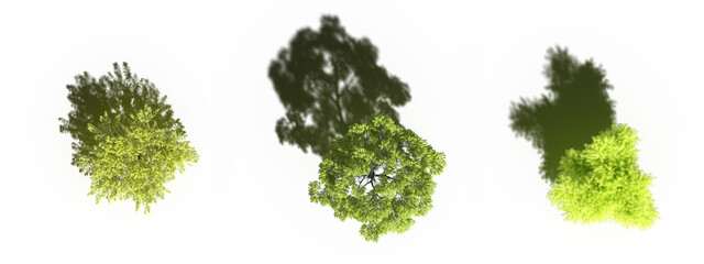 tree with a shadow under it, top view, isolate on a transparent background, 3d illustration - 558901201