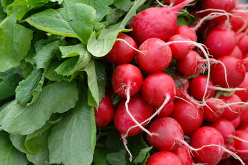 Red radish with leaves in the market. Bunch of fresh vegetables