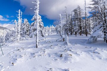 Obraz premium 雪の北八ヶ岳 縞枯山スノーハイク
