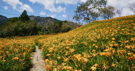 Obraz premium Orange day lily flower field in Taimali Kinchen Mountain in Taitung