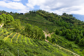 Fototapeta na wymiar Green tea tree field on mountain