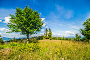 Góry Gorce pejzaż z zielonymi drzewami