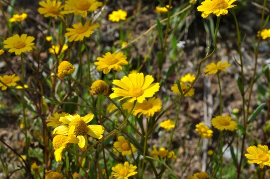 Coleostephus myconis in flower in Portugal