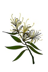 honeysuckle flower,CISSANTHEMOS, illustration    botanical garden