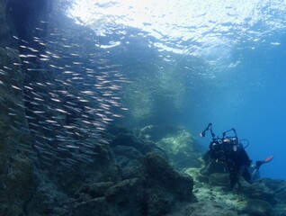 underwater scuba diver taking photos of fish school underwater