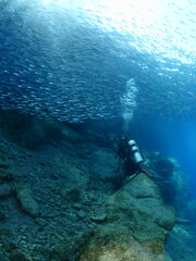 Naklejka na ściany i meble underwater scuba diver taking photos of fish school underwater