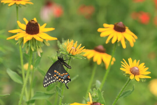 Black swallowtail butterfly (papilio polyxenes) on black eyed susan