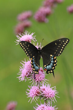 Black Swallowtail Female (papilio Polyxenes) On Rough Blazing Star (liatris Aspera)