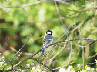 Parus major