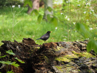 Blackbird