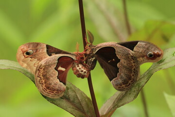 Promethea moths (Callosamia promethea) mating 
