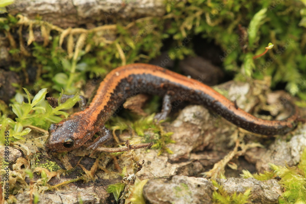 Wall mural Red backed salamander (Plethodon cinereus)