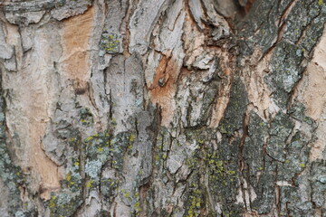 Tree Bark in a different view.