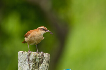 Wing-banded Hornero