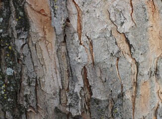 Tree Bark in a different view.
