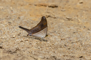 butterfly on the ground