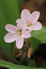 Spring beauty flowers (Claytonia virginica) ephemeral woodland native