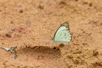 butterfly on the ground