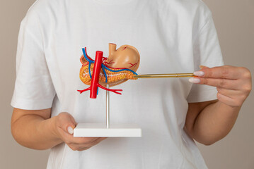 doctor nephrologist pointing at stomach mockup